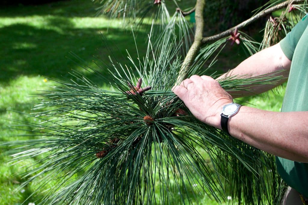 02 Tag des Baumes BoGa