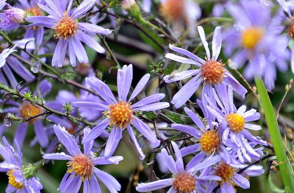 Astern - 18