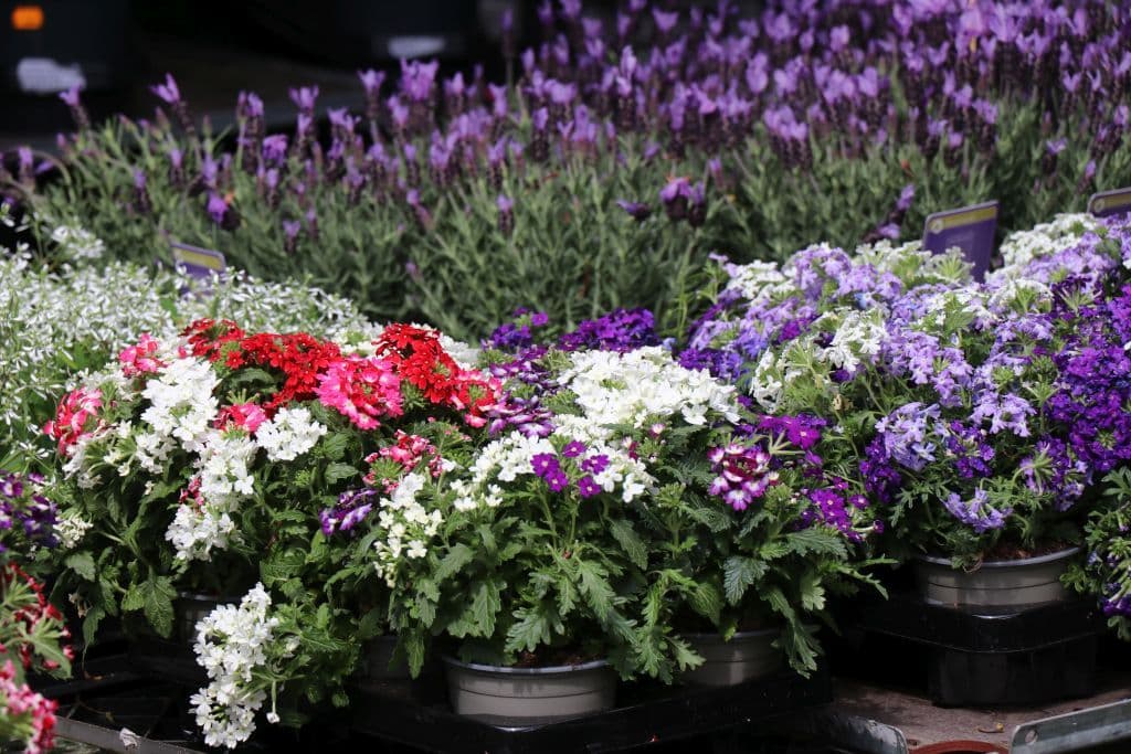 botanischer-garten-blumen-tag (1)