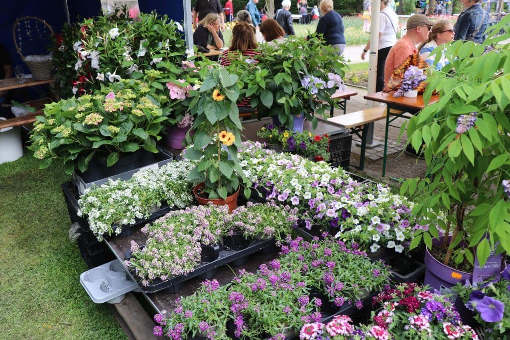 botanischer-garten-blumen-tag (26)