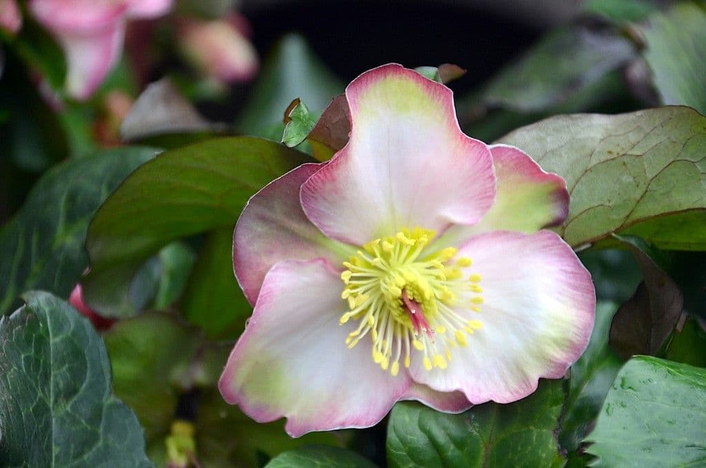 Christrose - 5