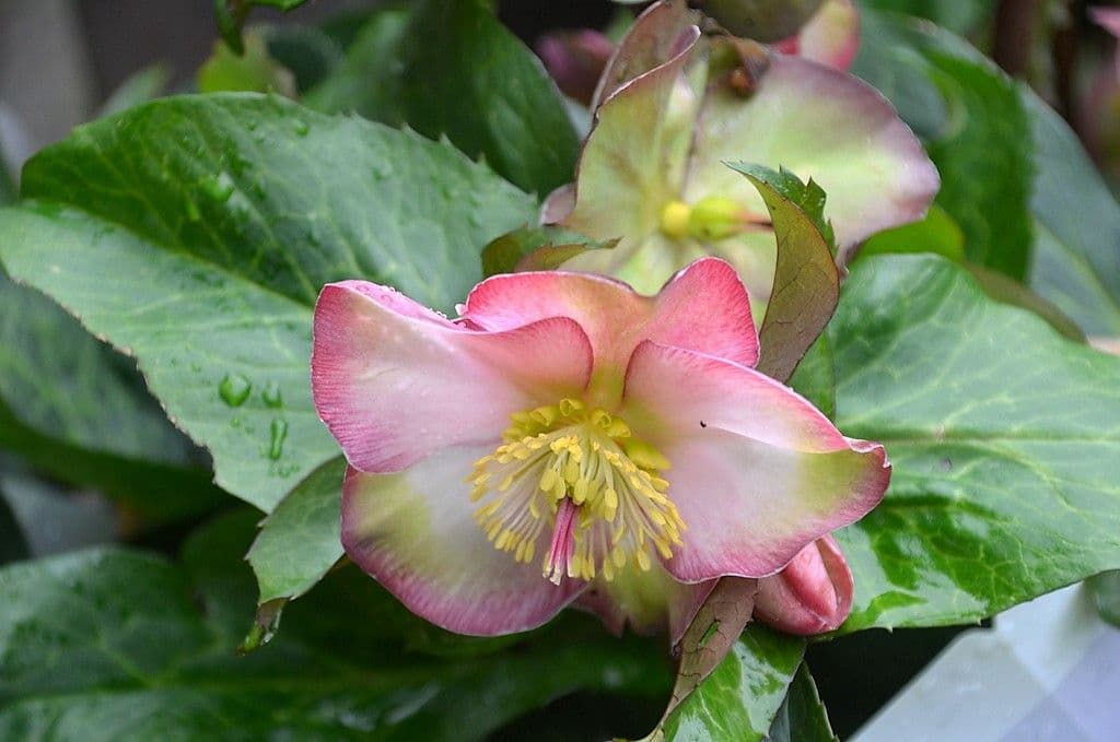 Christrose - 6