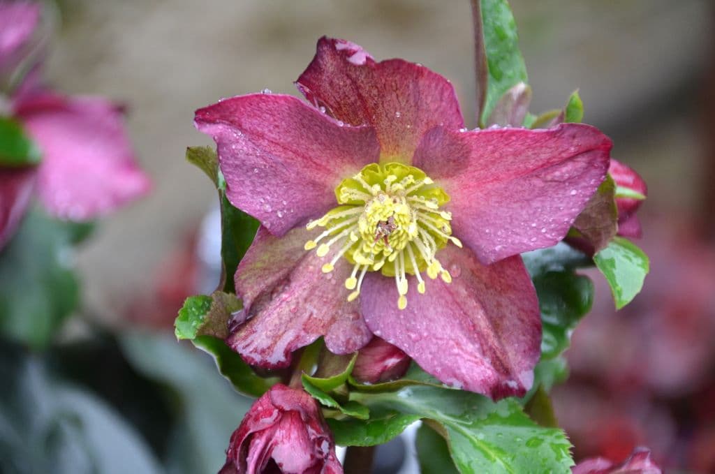 Christrose - 7
