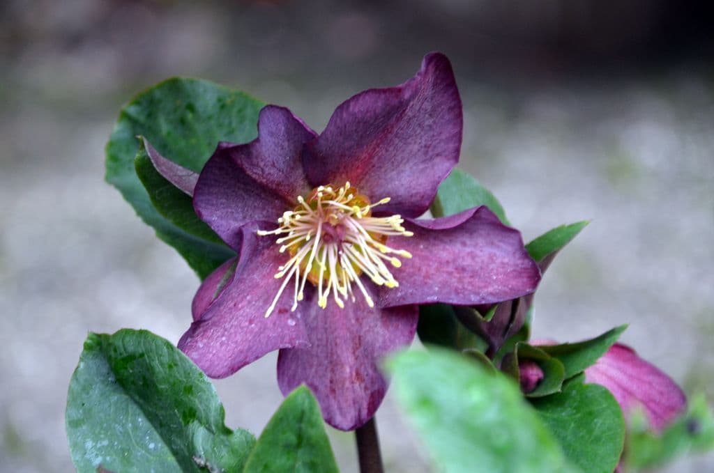 Christrose - 8