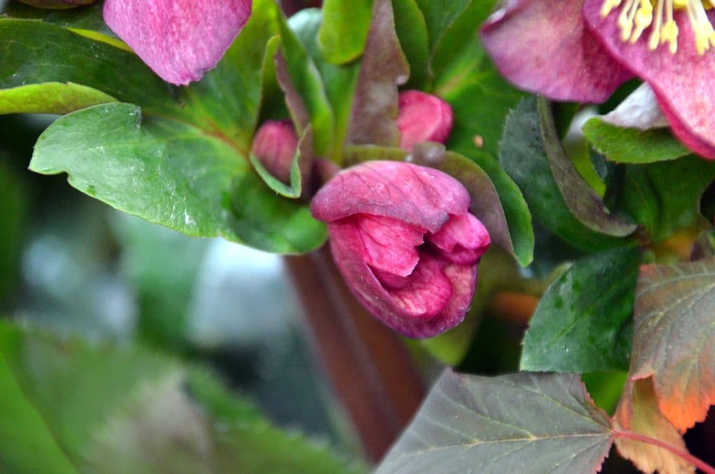 Christrose - 9