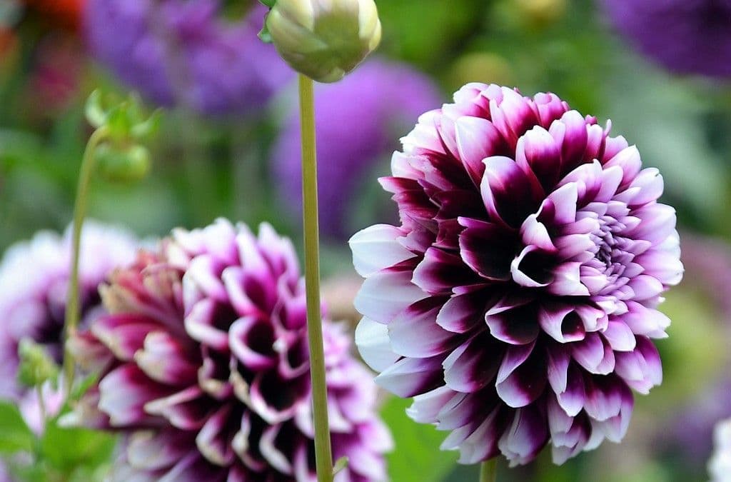 Dahlien - 10