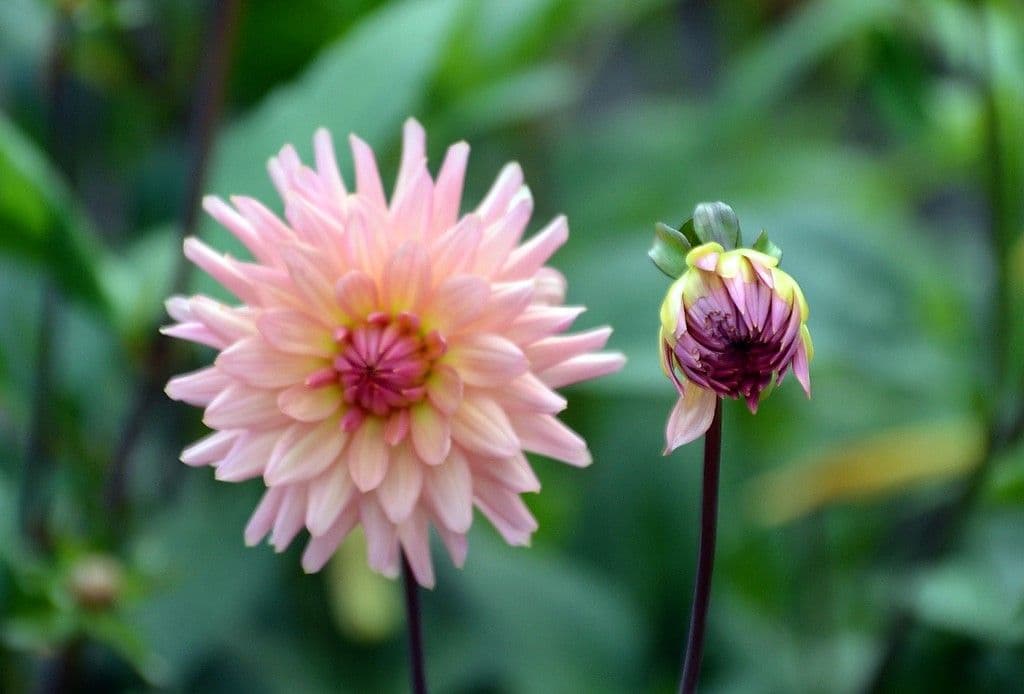 Dahlien - 11