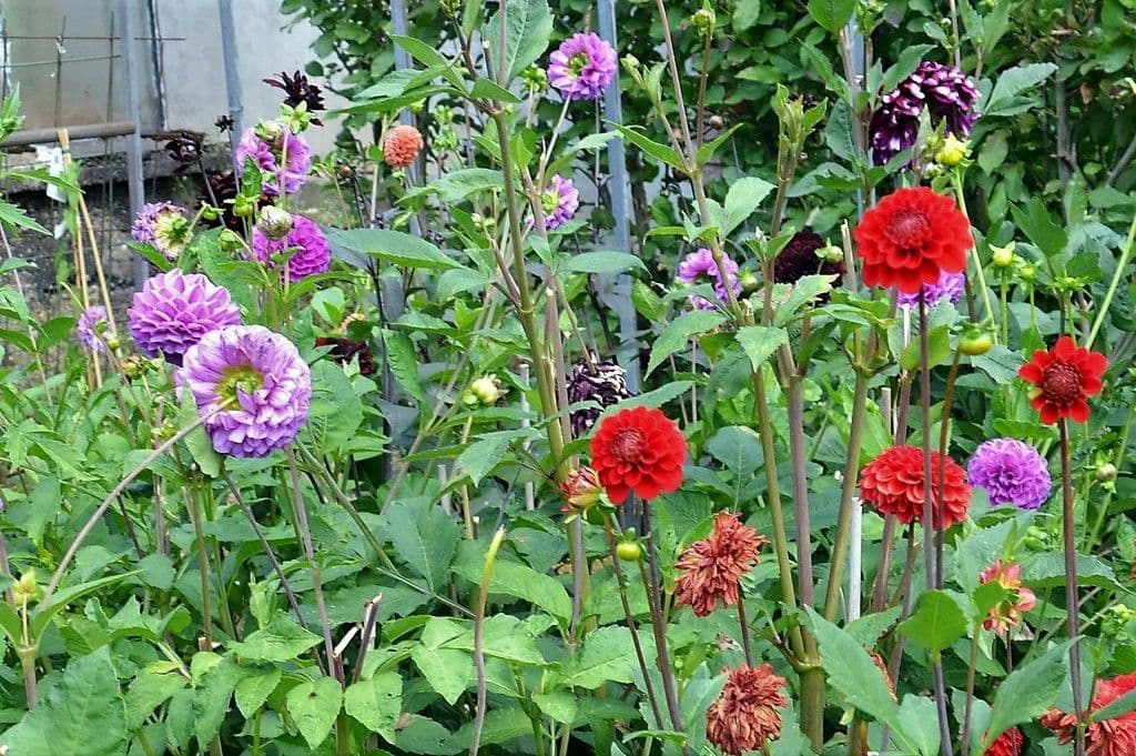 Dahlien - 12