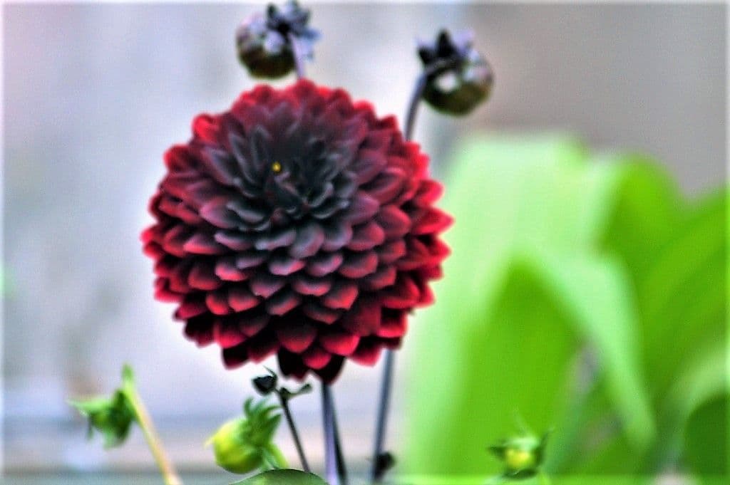 Dahlien - 14