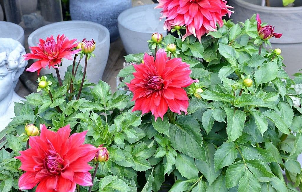 Dahlien - 15