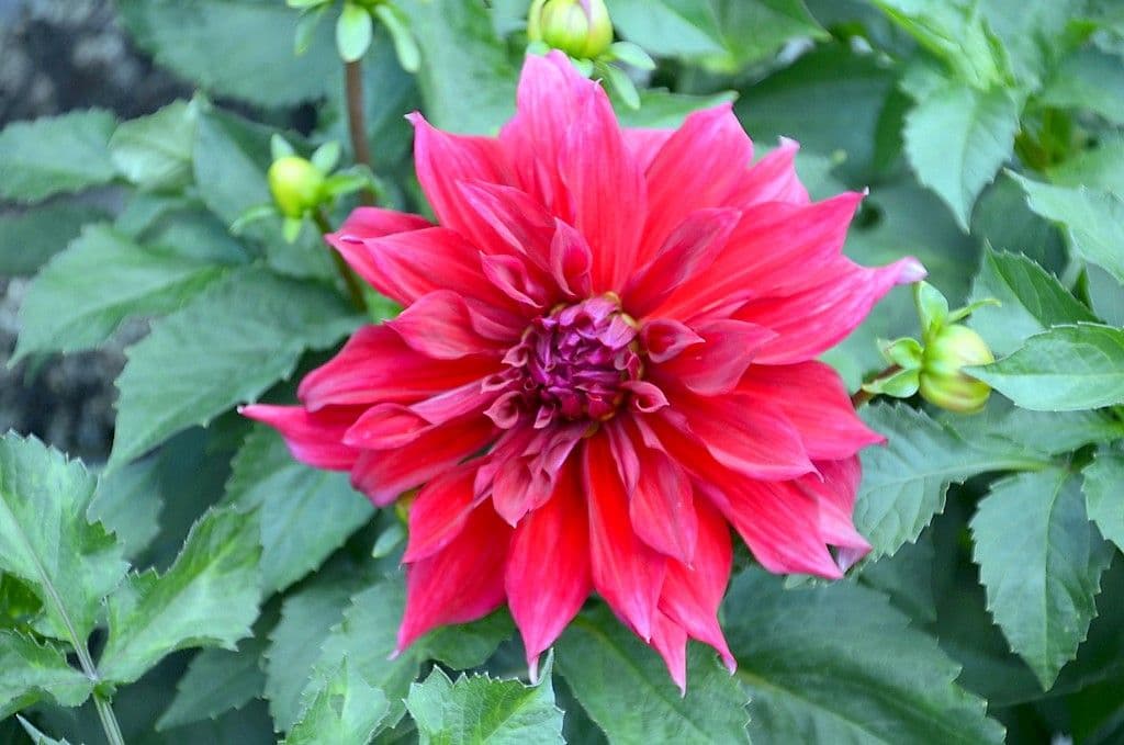 Dahlien - 4