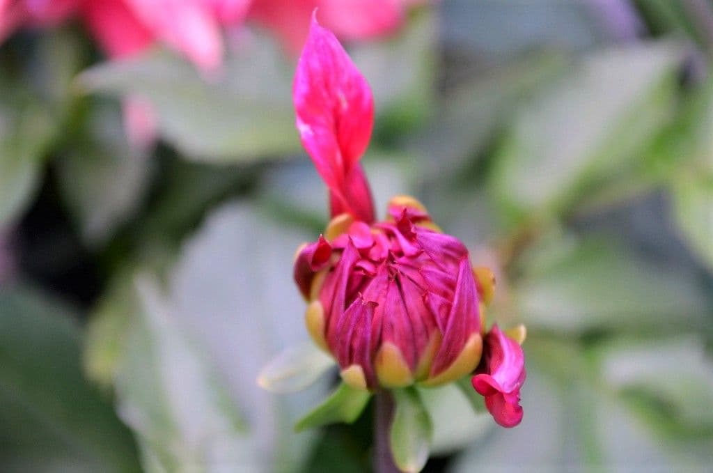 Dahlien - 5