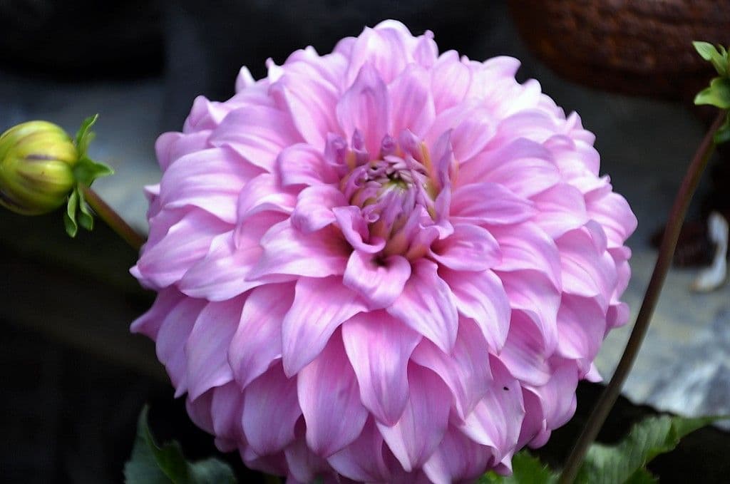 Dahlien - 6