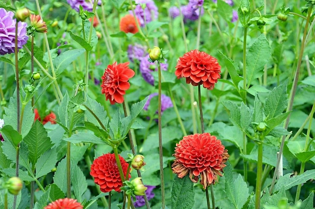 Dahlien - 7