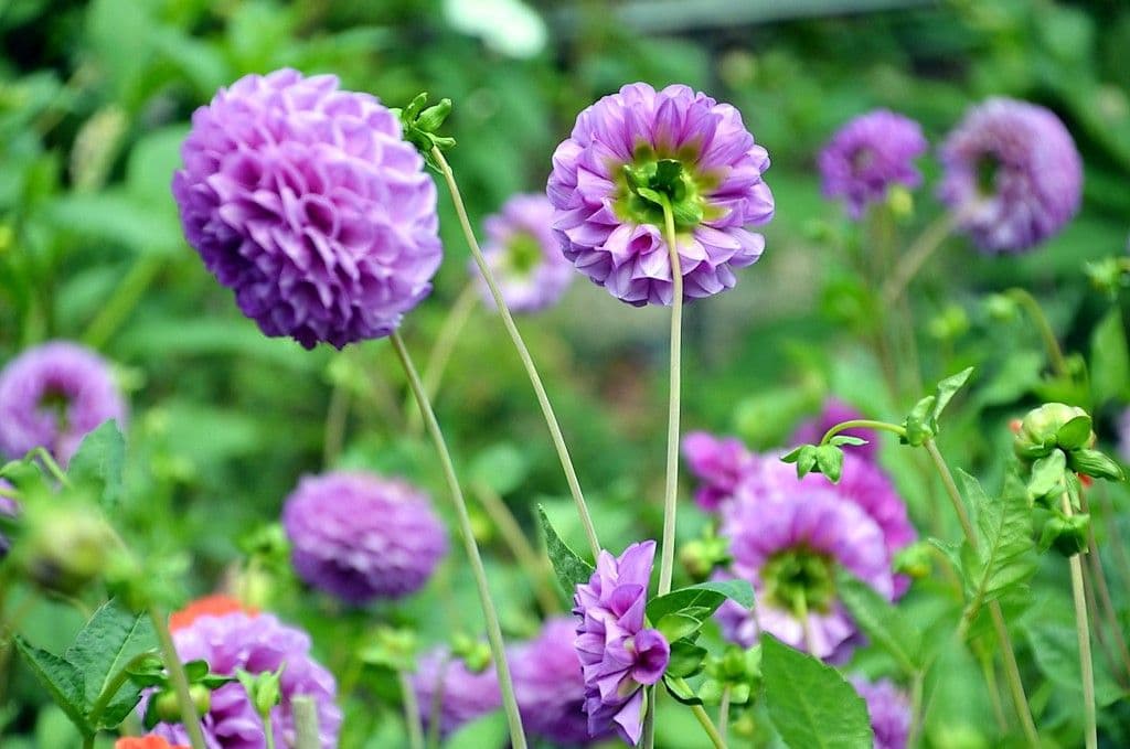 Dahlien - 8