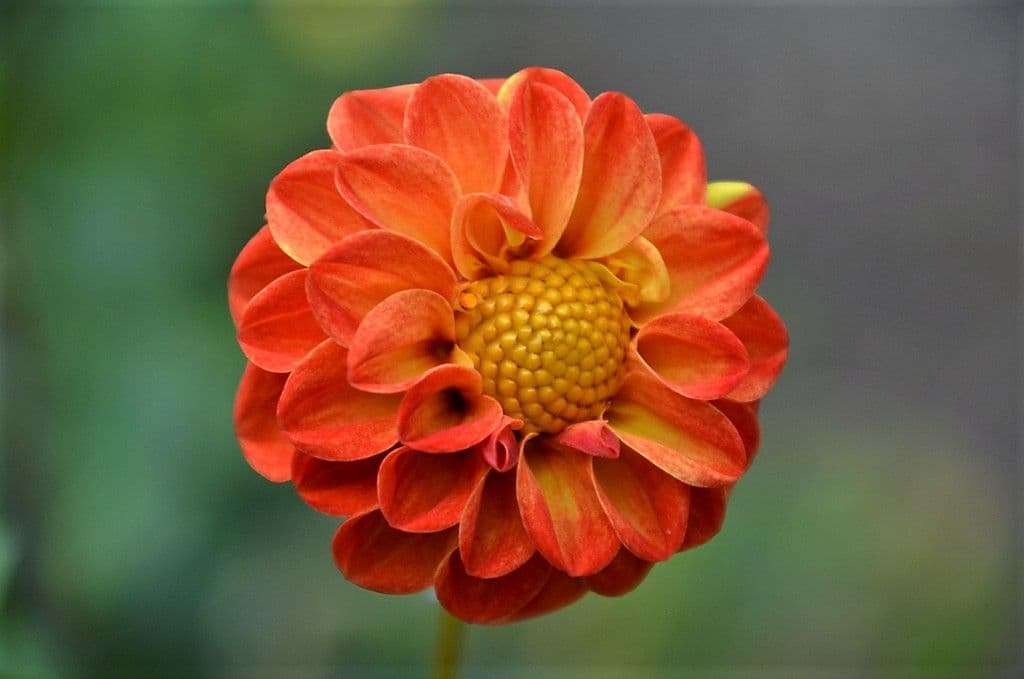 Dahlien - 9