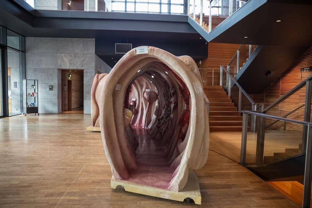darmmodell-hofgarten-klinikum (3)