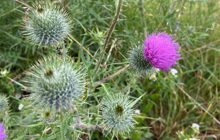 Distel - 4