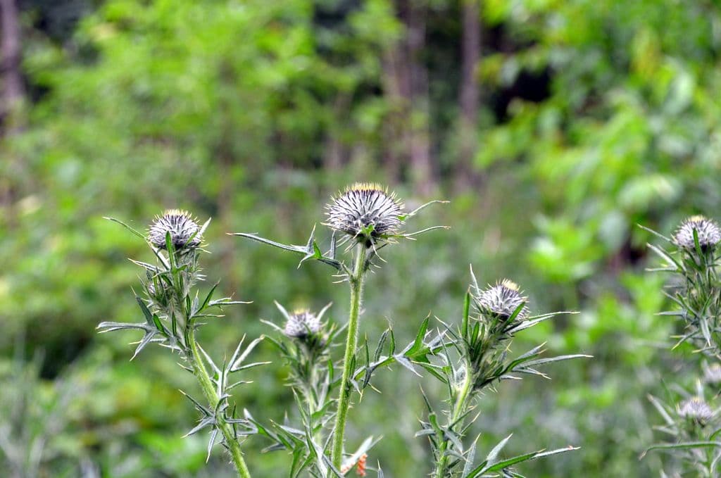 Distel 6