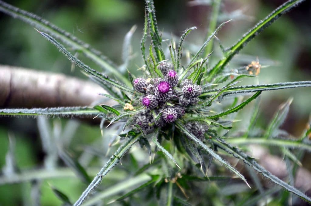 Distel 8