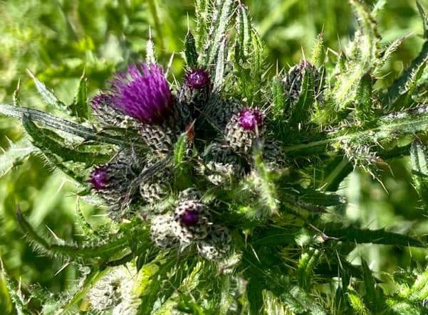 Distel 9