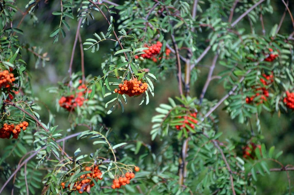 Eberesche - 4