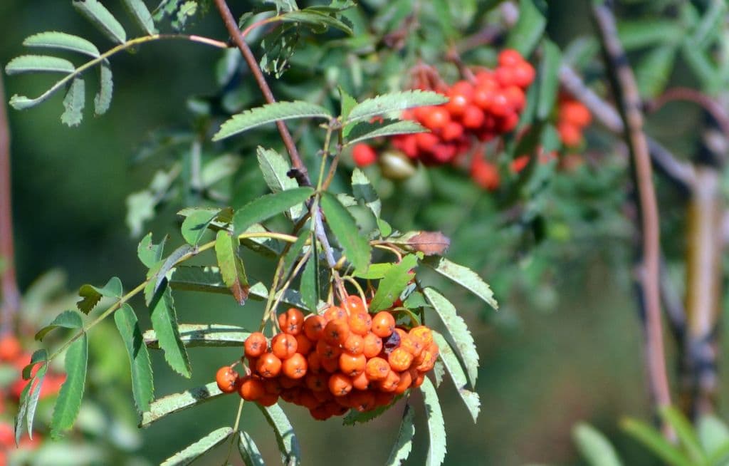 Eberesche - 5