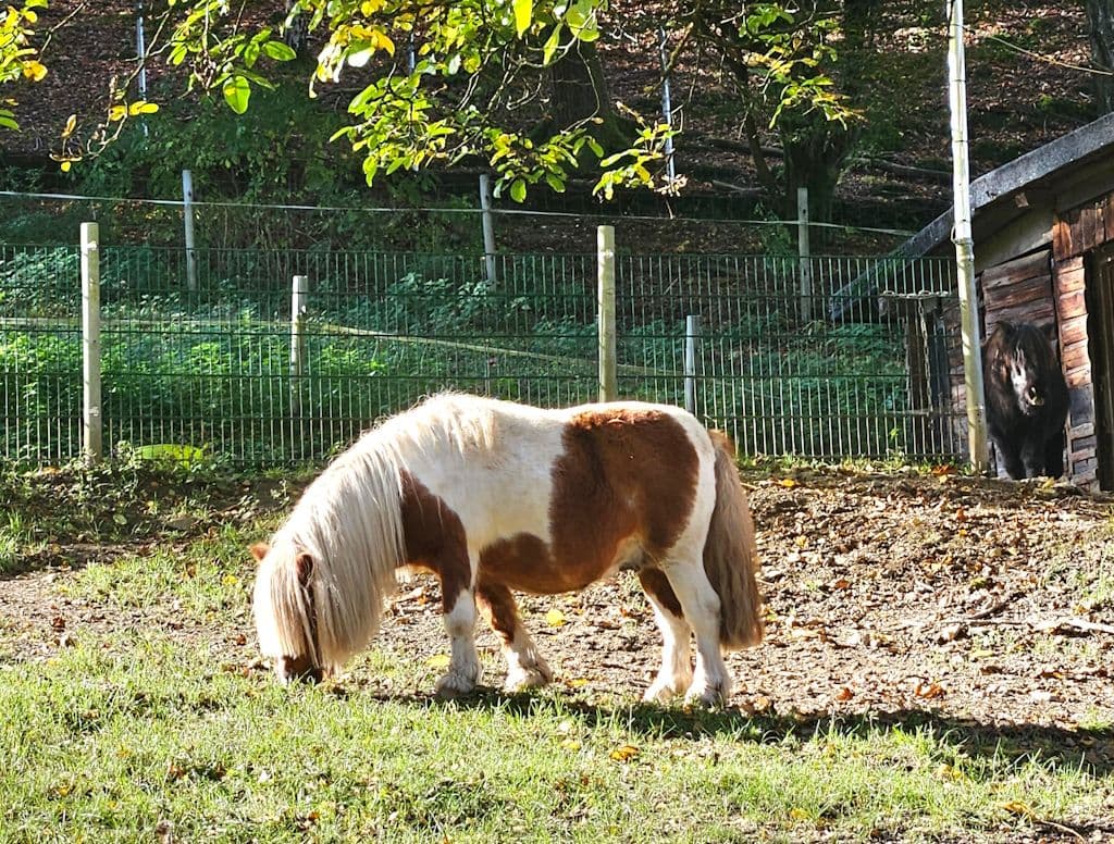 ennepe-huelserbecktal-natur (9)