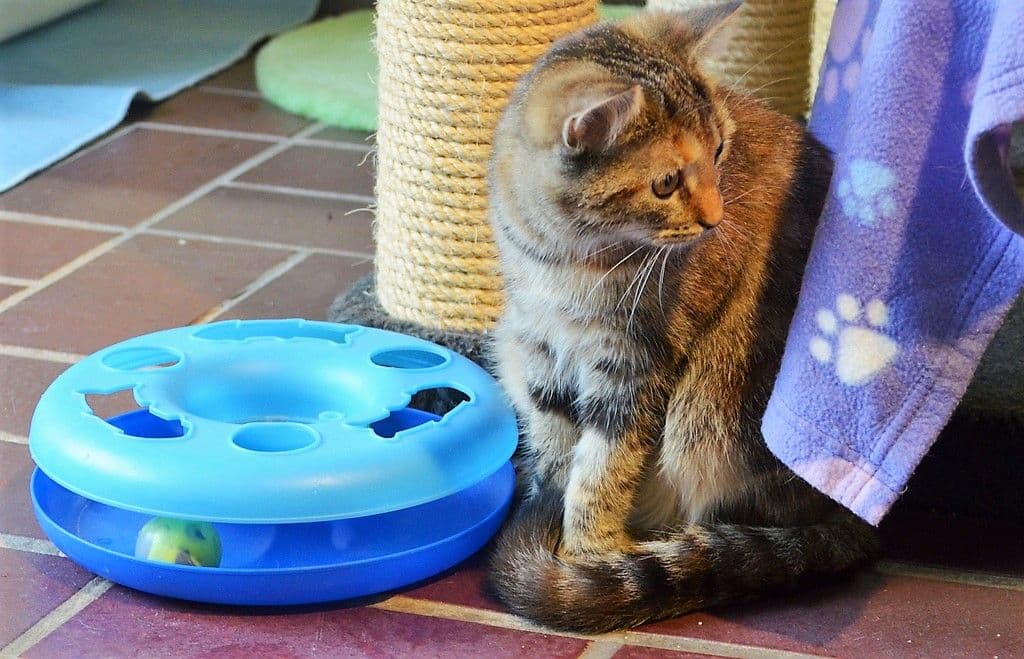 Freigeborene Katzen auf Wohnungssuche - 10