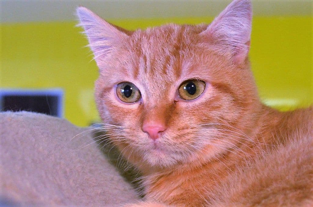 Freigeborene Katzen auf Wohnungssuche - 11