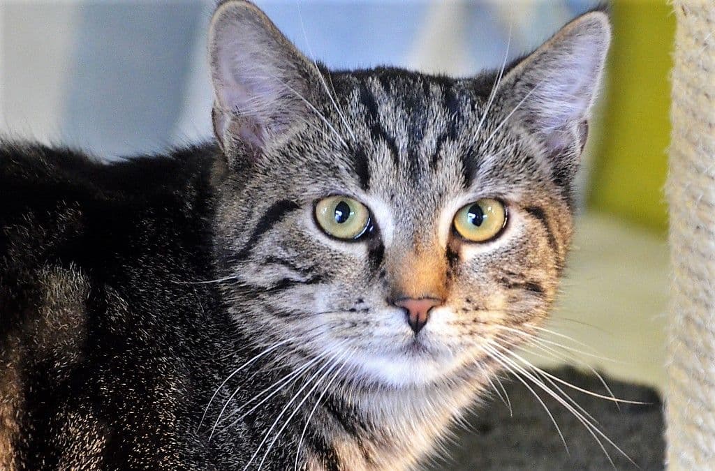 Freigeborene Katzen auf Wohnungssuche - 4