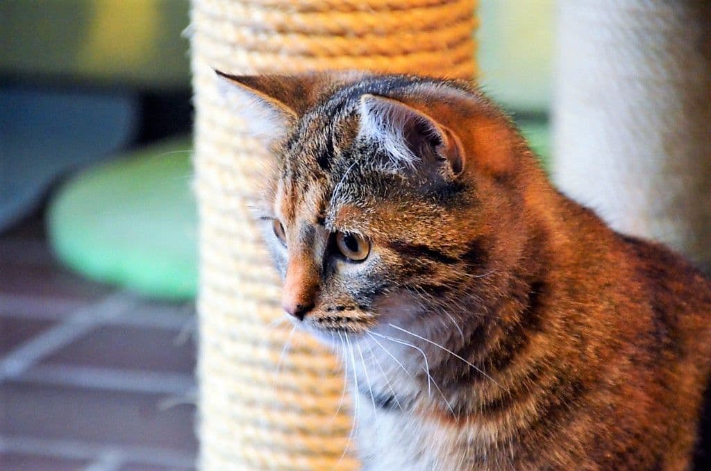 Freigeborene Katzen auf Wohnungssuche - 5