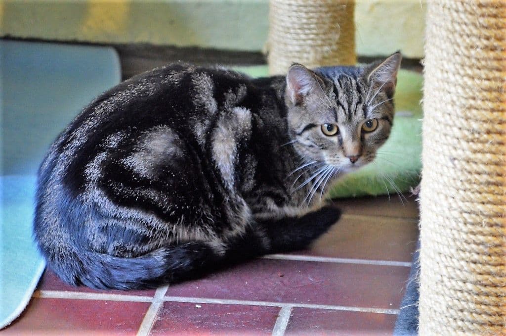 Freigeborene Katzen auf Wohnungssuche - 6