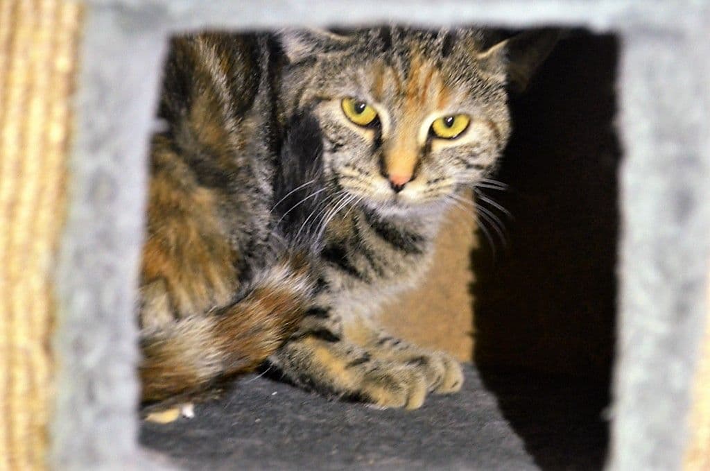 Freigeborene Katzen auf Wohnungssuche - 7