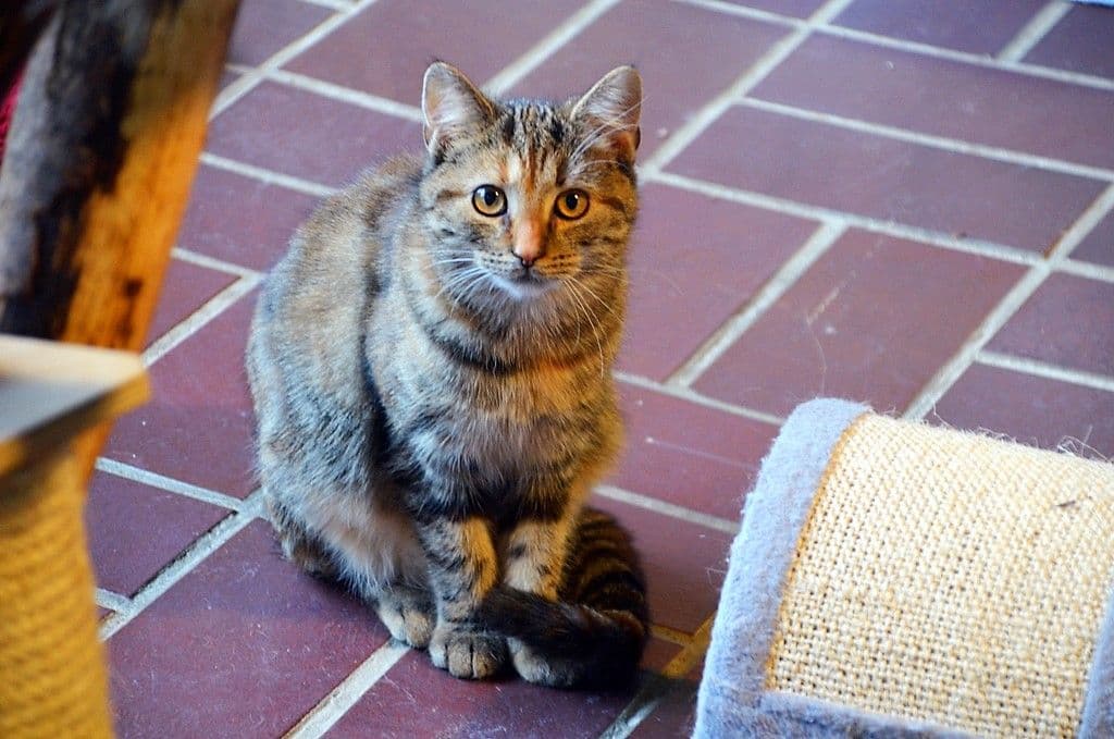 Freigeborene Katzen auf Wohnungssuche - 8
