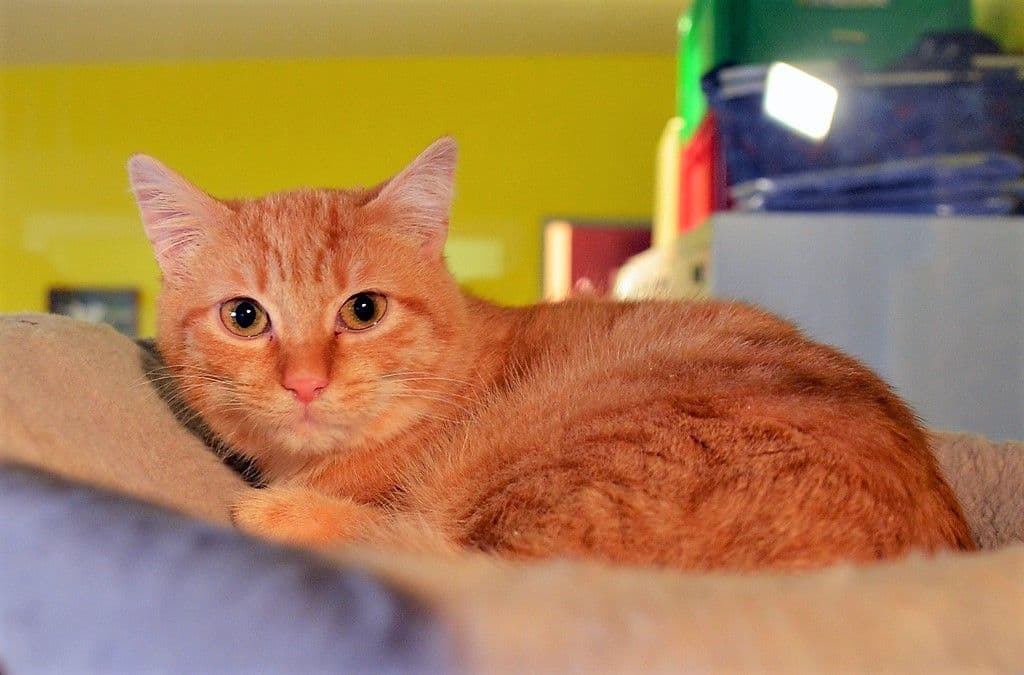 Freigeborene Katzen auf Wohnungssuche - 9