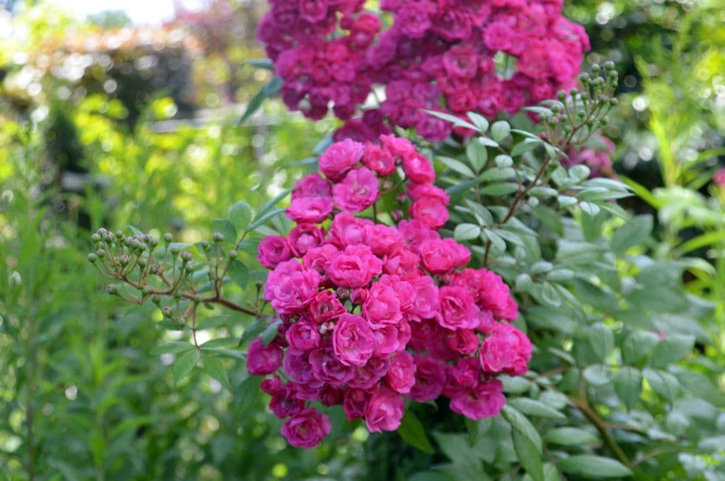 Garten-Ulbrich-Barockgarten - 15