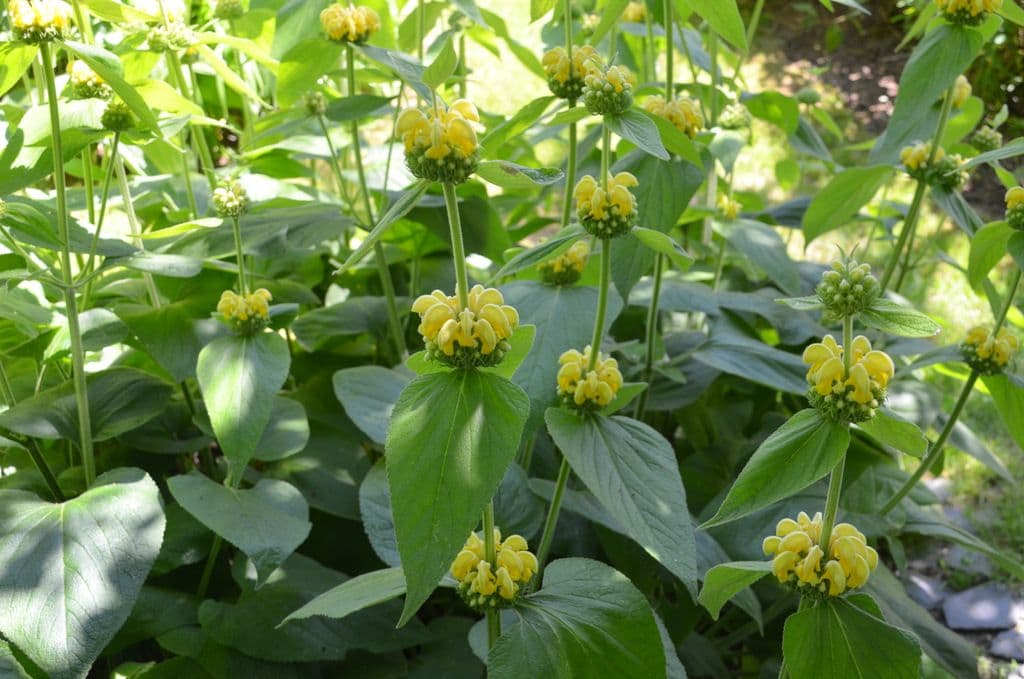 Garten-Ulbrich-Schattengarten - 11