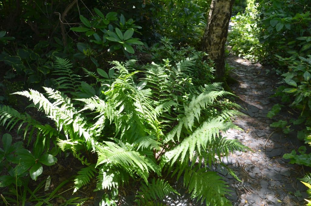 Garten-Ulbrich-Schattengarten - 12