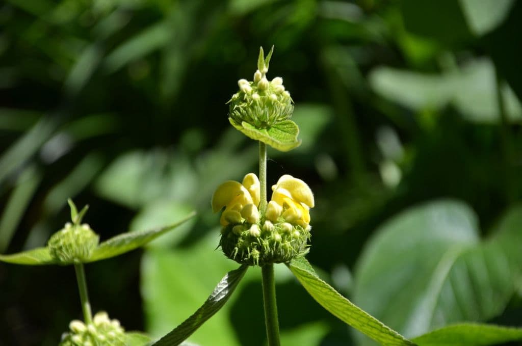 Garten-Ulbrich-Schattengarten - 8