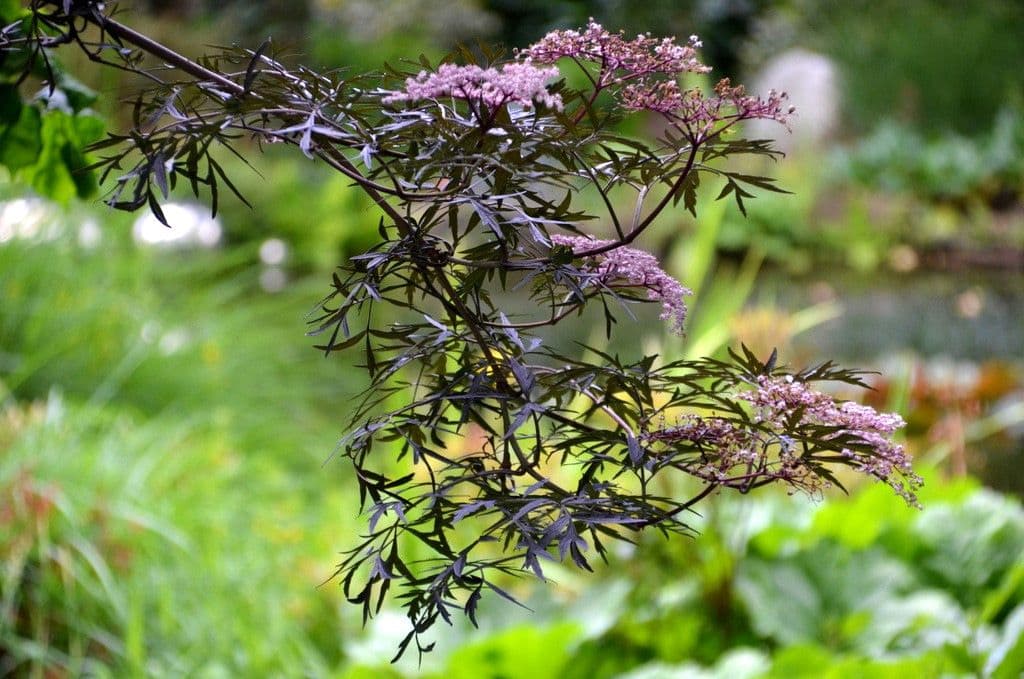 Garten-Ulbrich-Schattengarten - 9