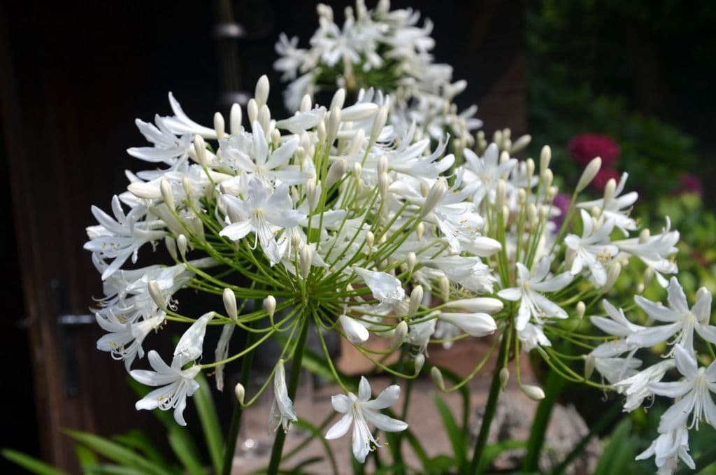 Garten-Ulbrich-Teichgarten - 13