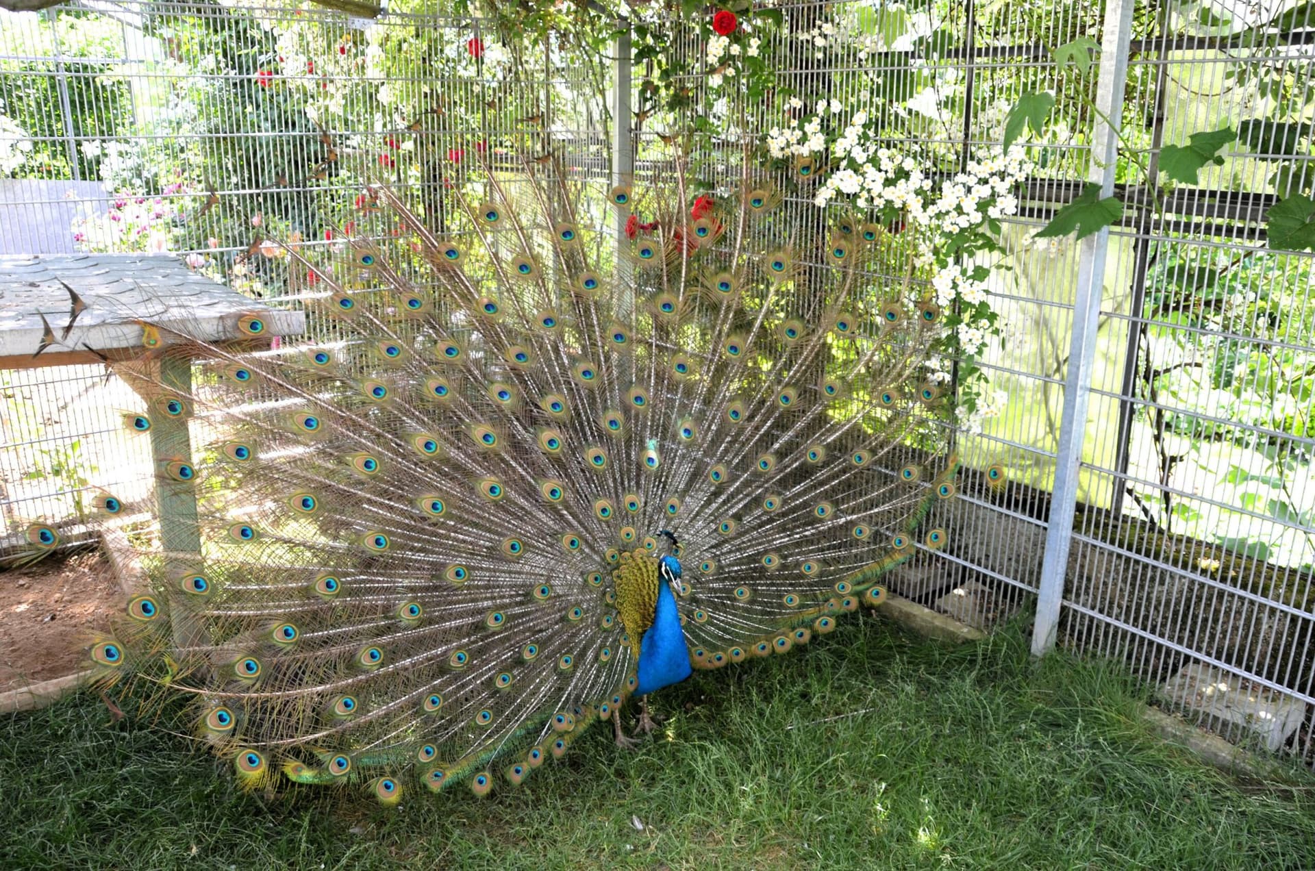Gartenzimmer-Frühlingsgarten-Ulbrich - 11