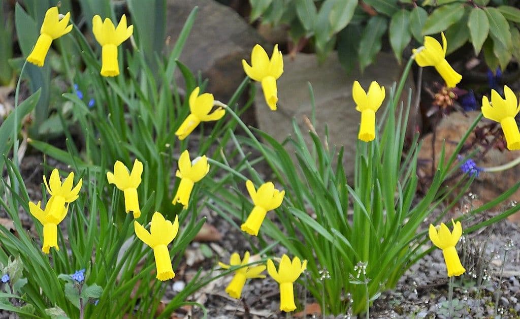 Gartenzimmer-Frühlingsgarten-Ulbrich - 4