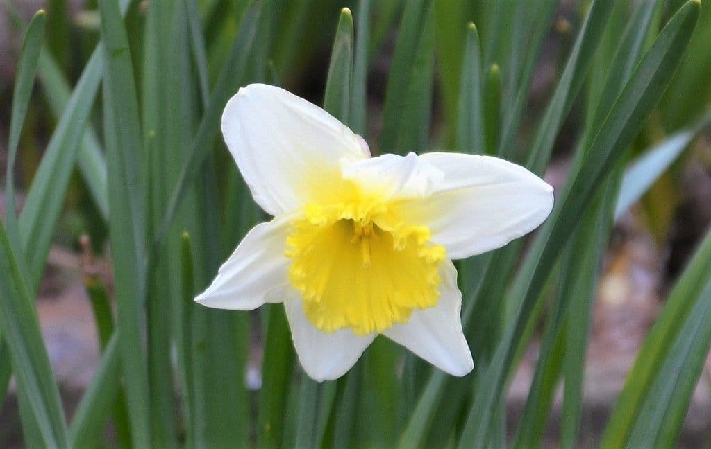 Gartenzimmer-Frühlingsgarten-Ulbrich - 5