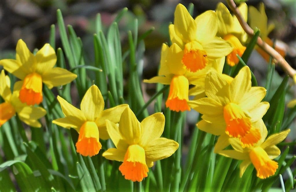 Gartenzimmer-Frühlingsgarten-Ulbrich - 6