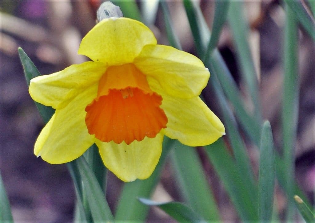 Gartenzimmer-Frühlingsgarten-Ulbrich - 7