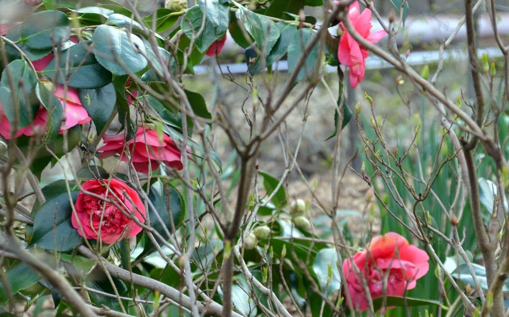 Gartenzimmer-Frühlingsgarten-Ulbrich - 8
