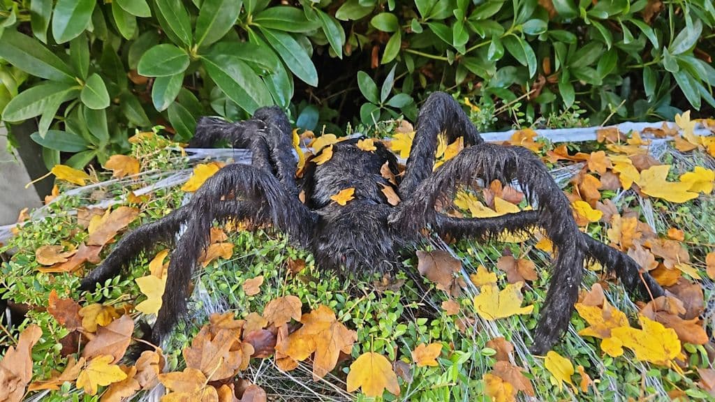 halloween-hoehscheid (9)