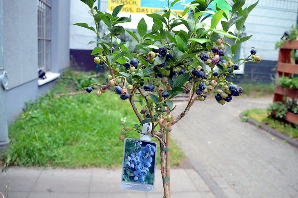 Hans-Ketzberg-Garten - 19
